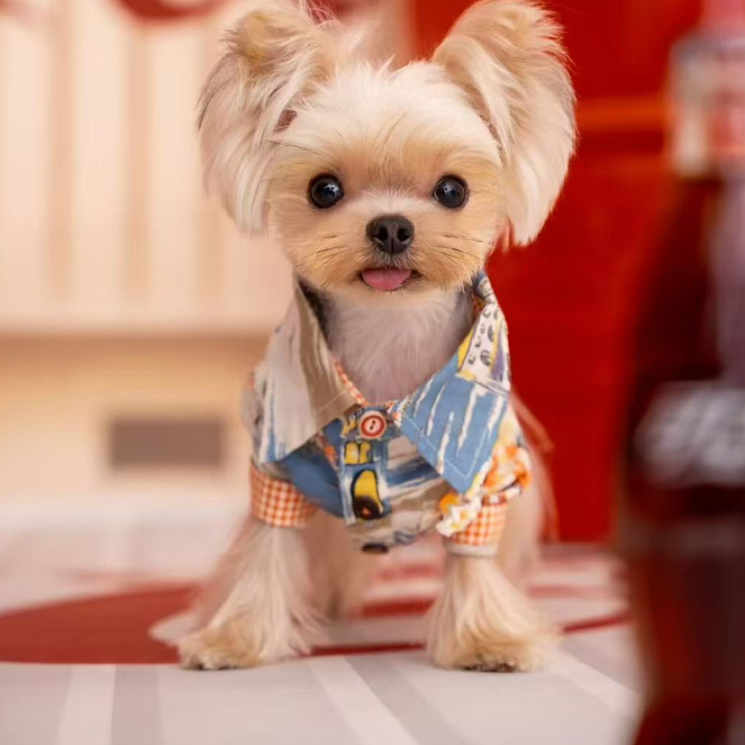 《aloha衬衫》分长袖和短袖