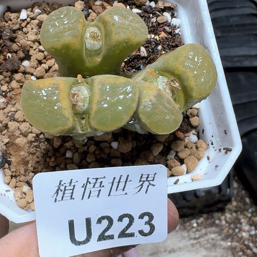 223号的润泽我发vv多肉植物