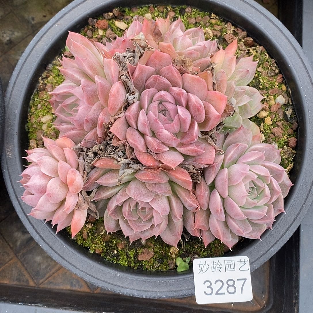 叶***D3287杂交老桩基地～14厘米