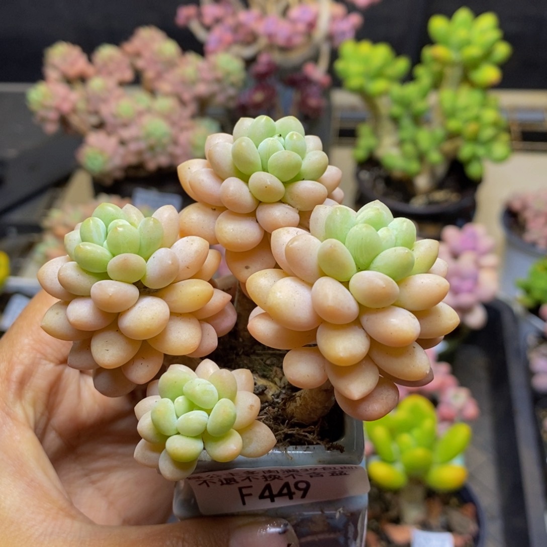 449洛可可多肉6c m