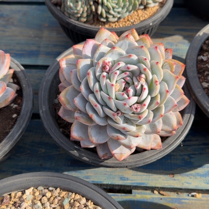 大橙子，大包子，好看