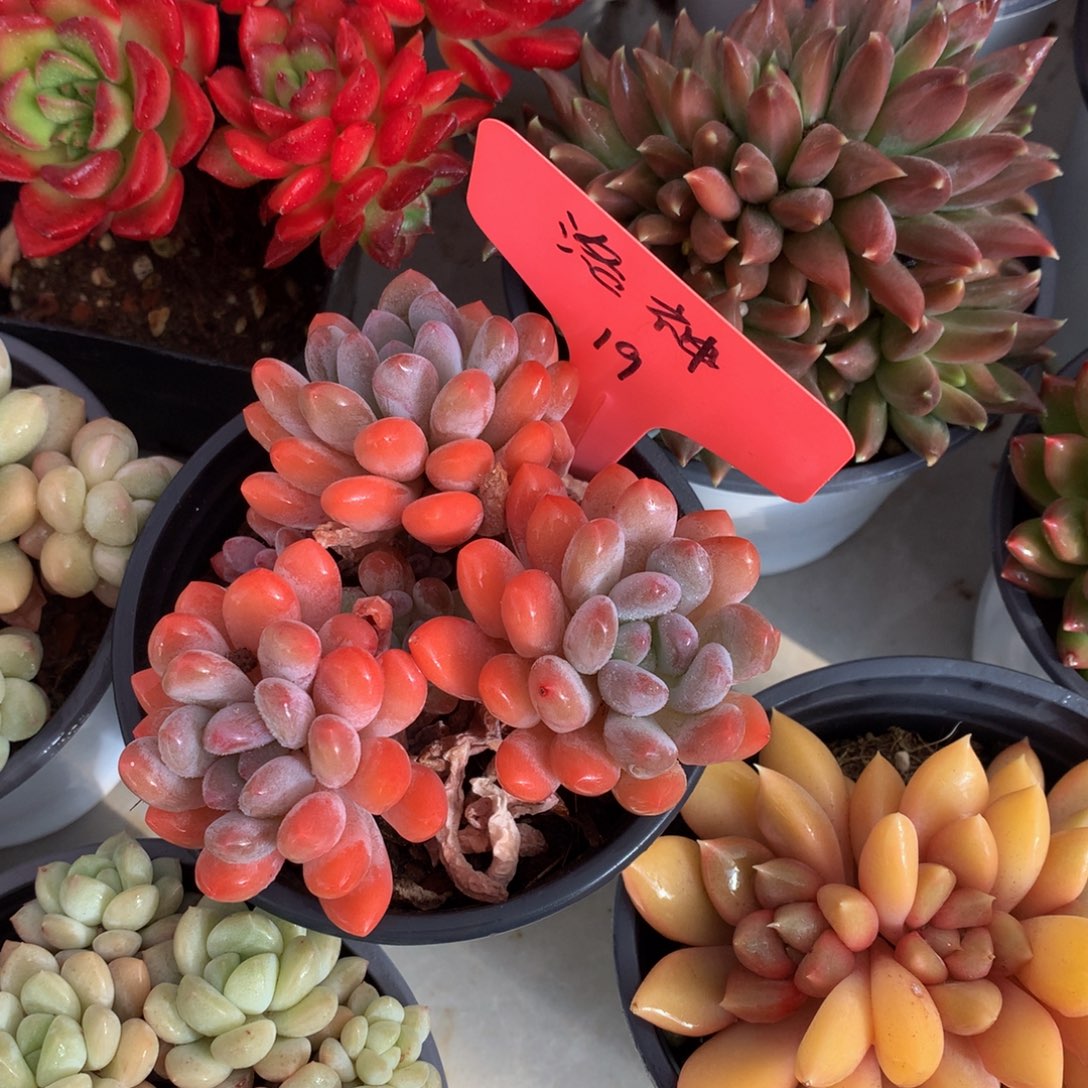 灯美人7272727272277