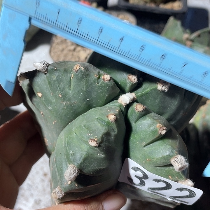 鸾凤玉龟甲有根仙人球