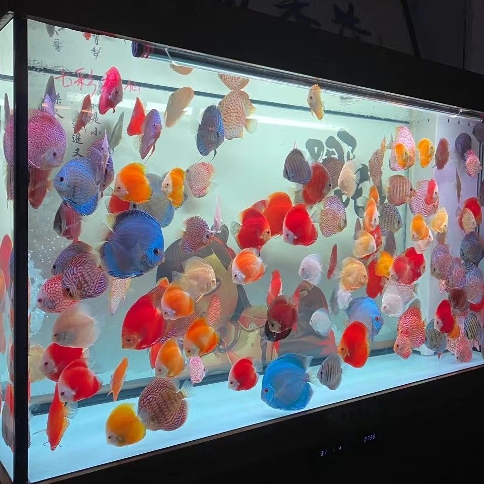 （直播间七彩神仙鱼福利）热带淡水观赏鱼中小型鱼苗活体淡水鱼好养