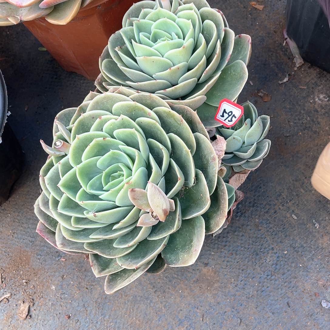 595星娜塔 一物一拍多肉