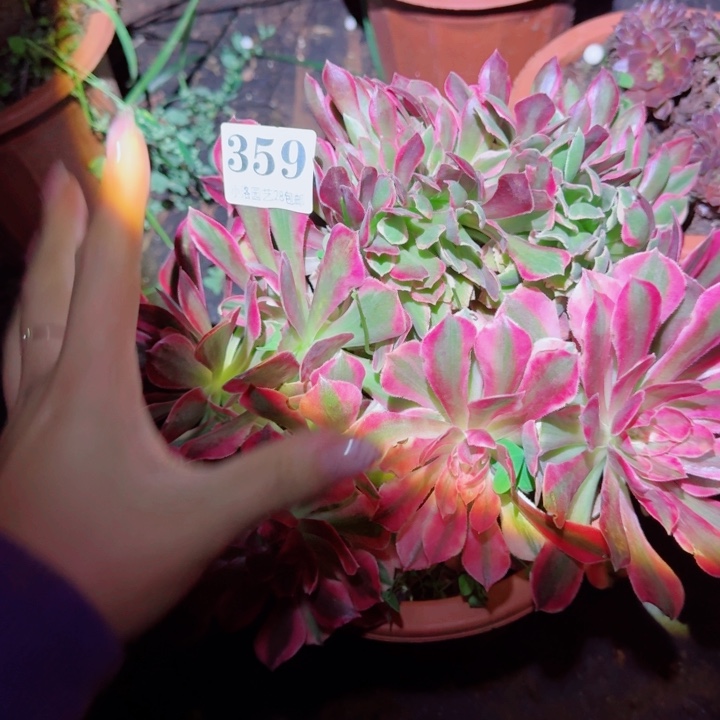 359粉女神缀化多肉植物满28包邮