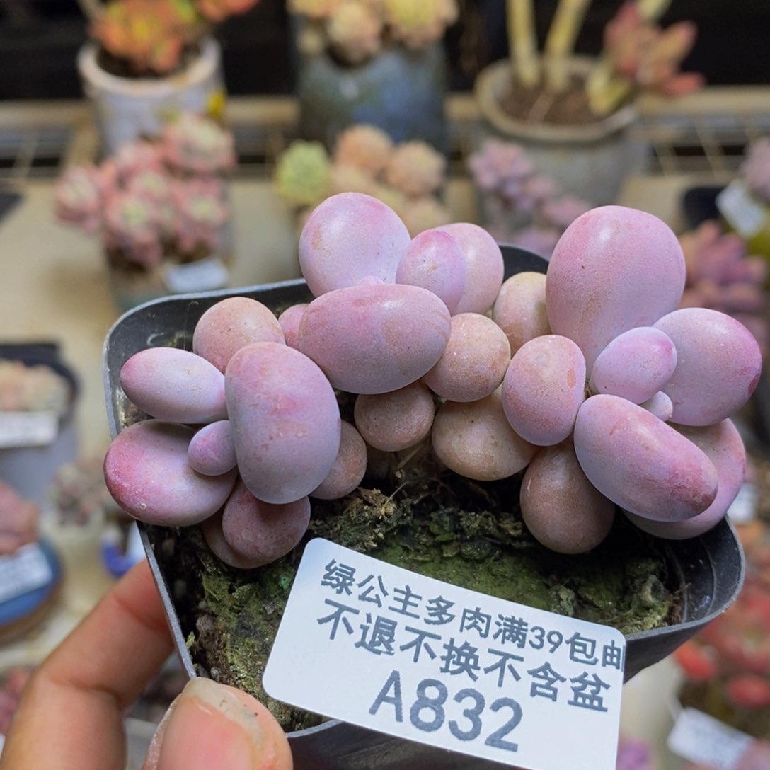 832腰子桃蛋多肉5c m