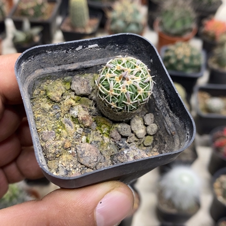 实生太刀岚特价福利