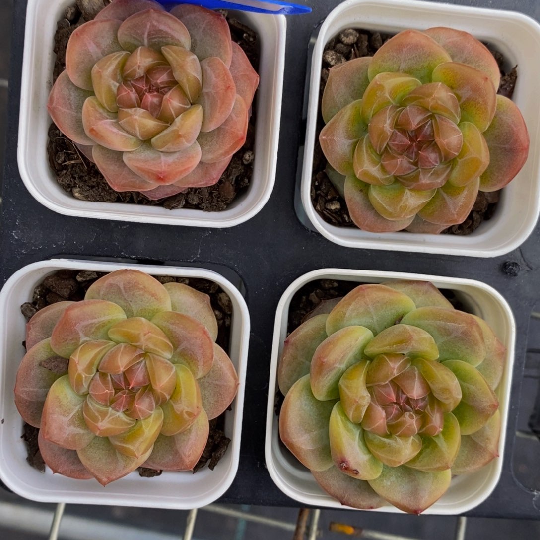 91-精品糖心雪芙蓉一个