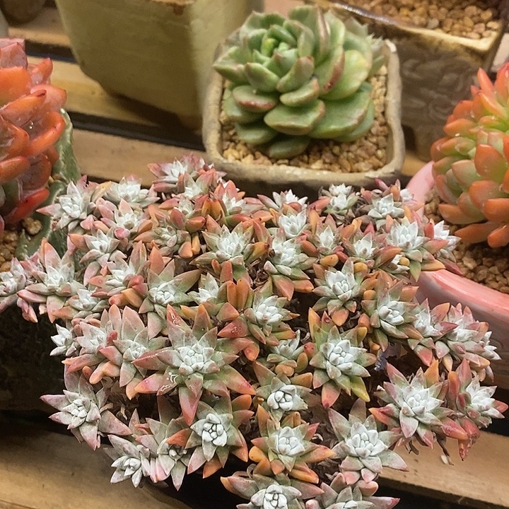 多肉植物肉肉植物