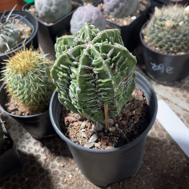 兔*夏实生hetao瑕疵特价