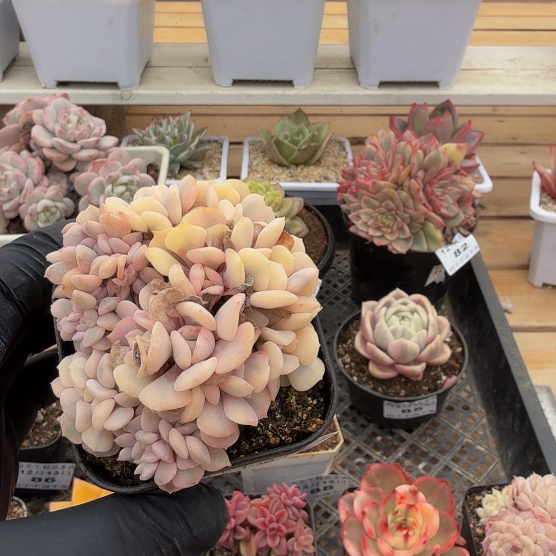 1213-98雪精灵锦缀