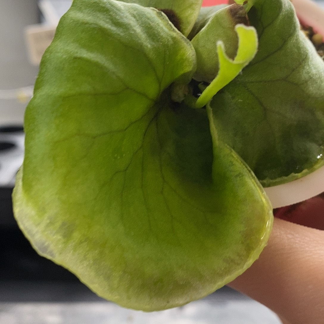 无花朵细叶亚猴鹿角蕨