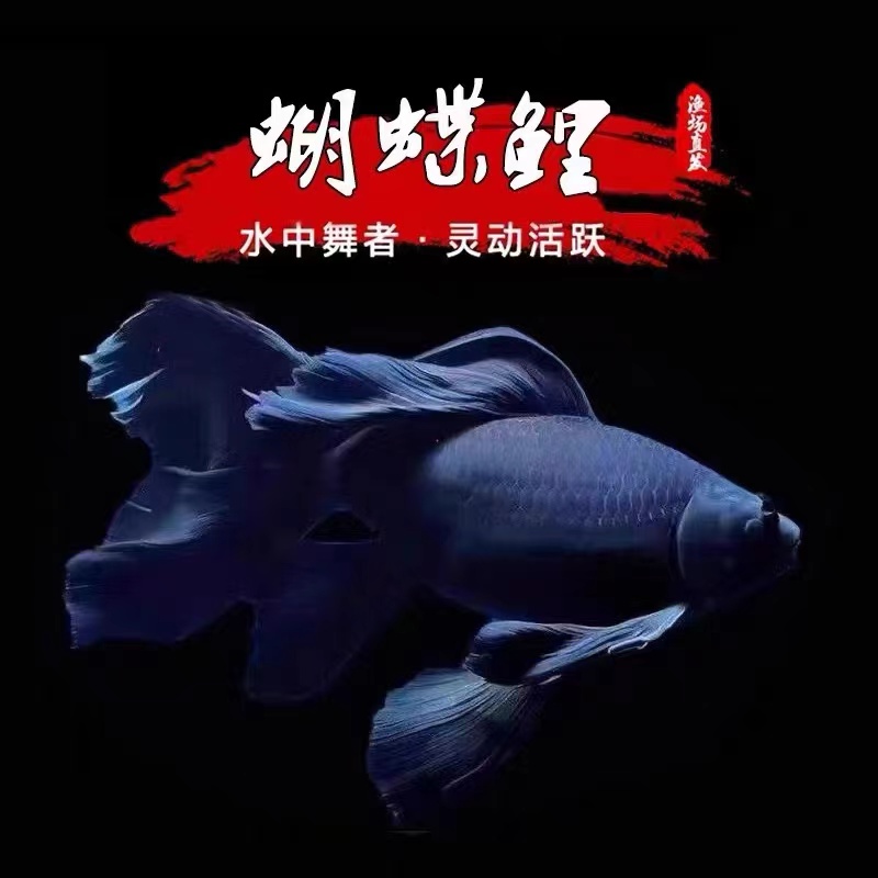 正宗台湾五代墨蝶黑色蝴蝶鲤鱼好养耐活活体发货