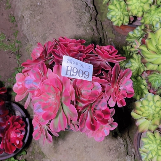 909粉女巫多肉植物