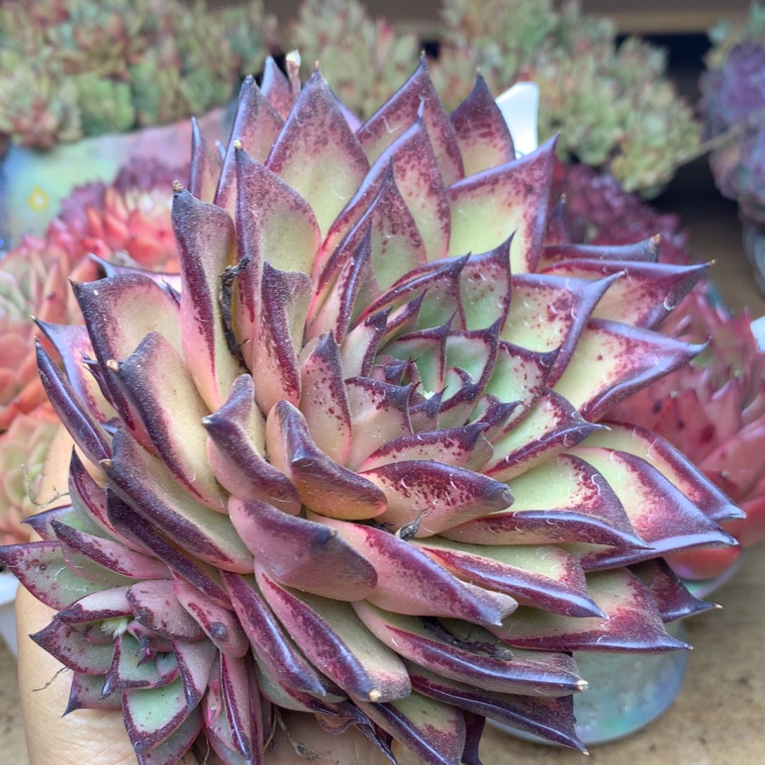 3189杂交精品基地14厘米