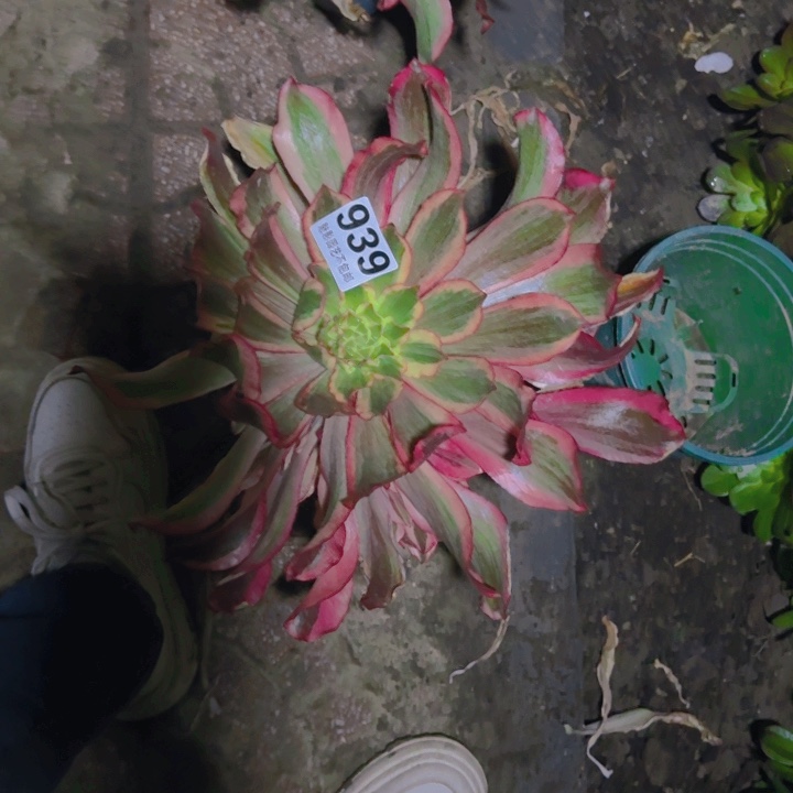 魅影花 25-49包邮花花