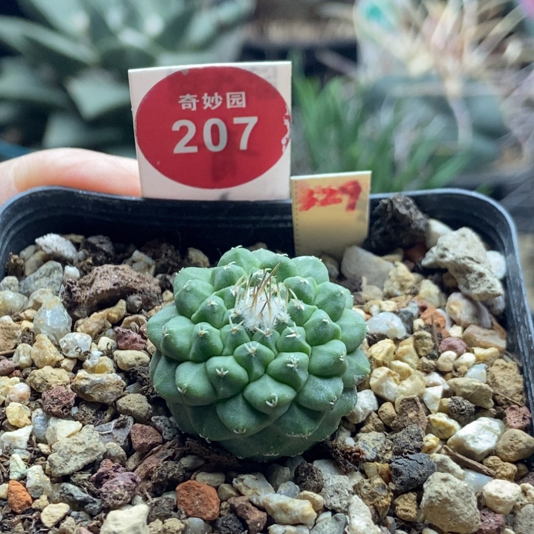 实生母本菊水2.6cm一棵