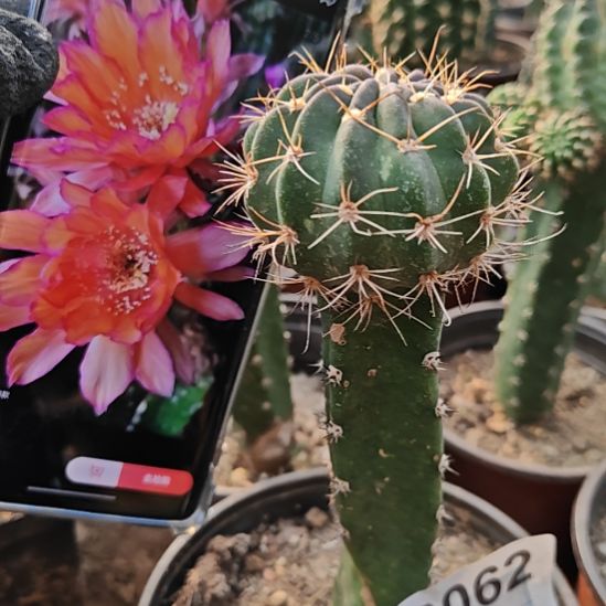 丽花夜离大花浓香62福