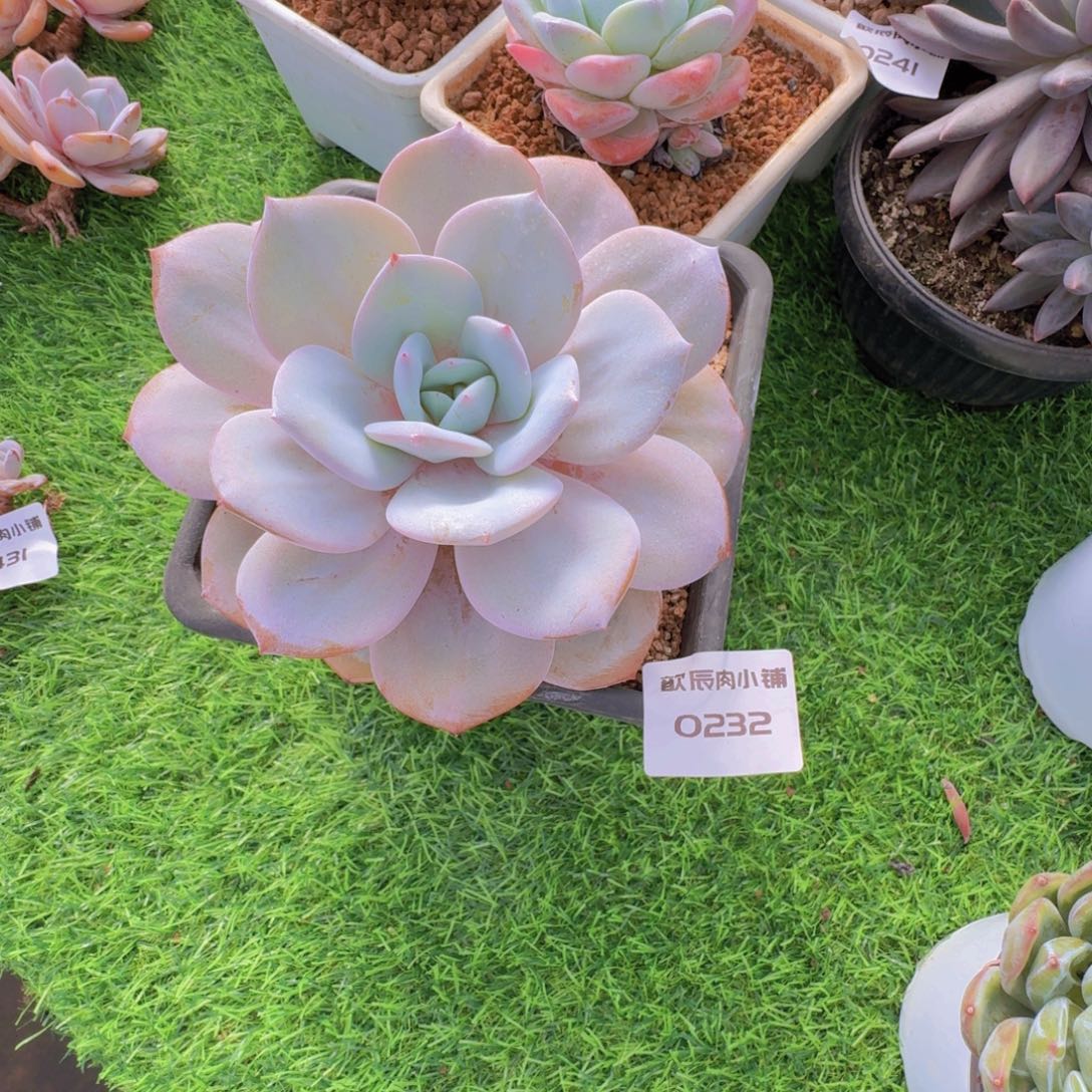 受***牙多肉植物奶茶单头0232