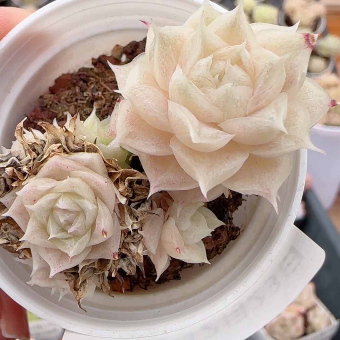 花语多肉1223-215散