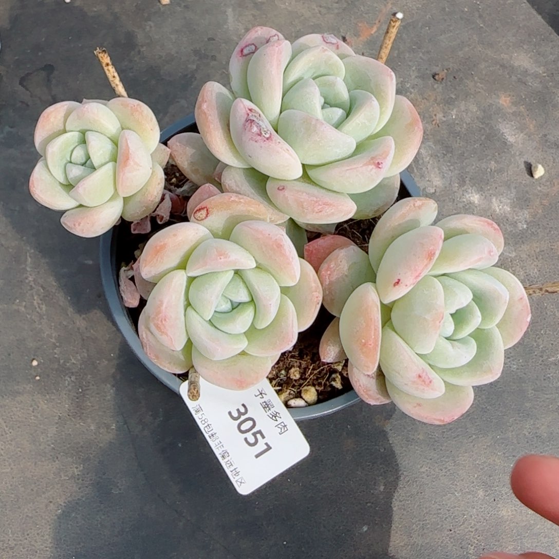 长杆冰玉，3051多肉植物