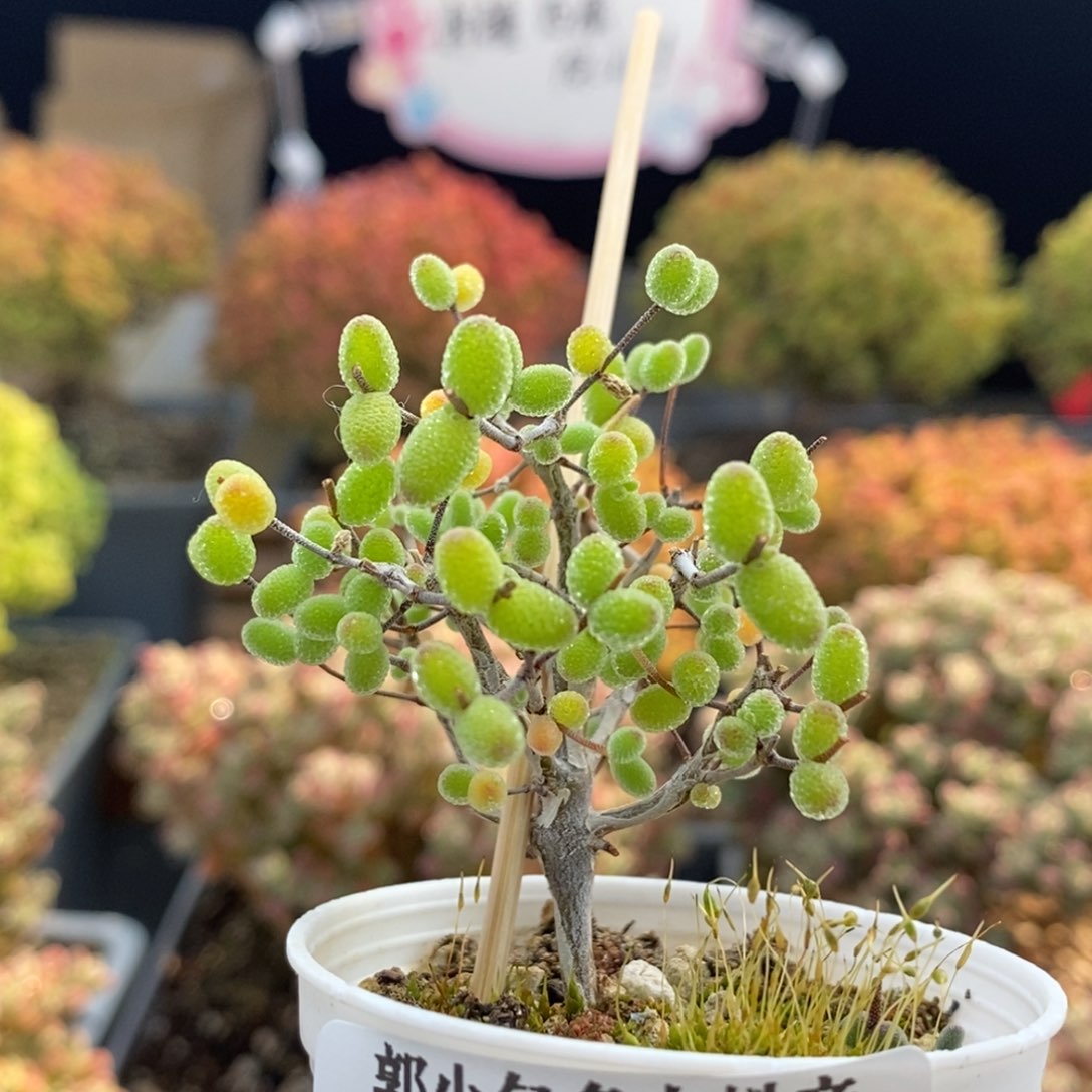 密叶糖球0947枝干番杏