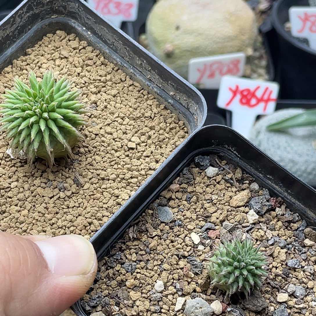 吴**宝粉丝专拍仙人球多肉植物