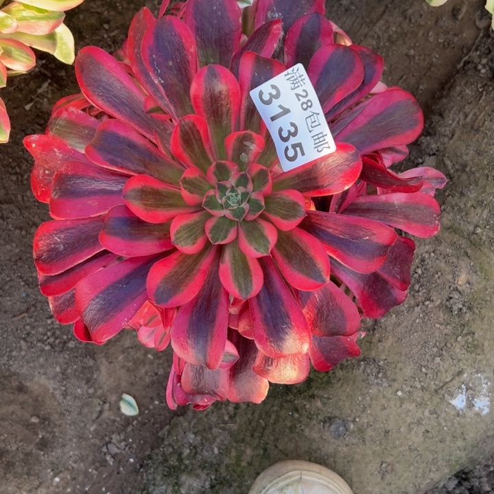 3135美杜莎多肉植物