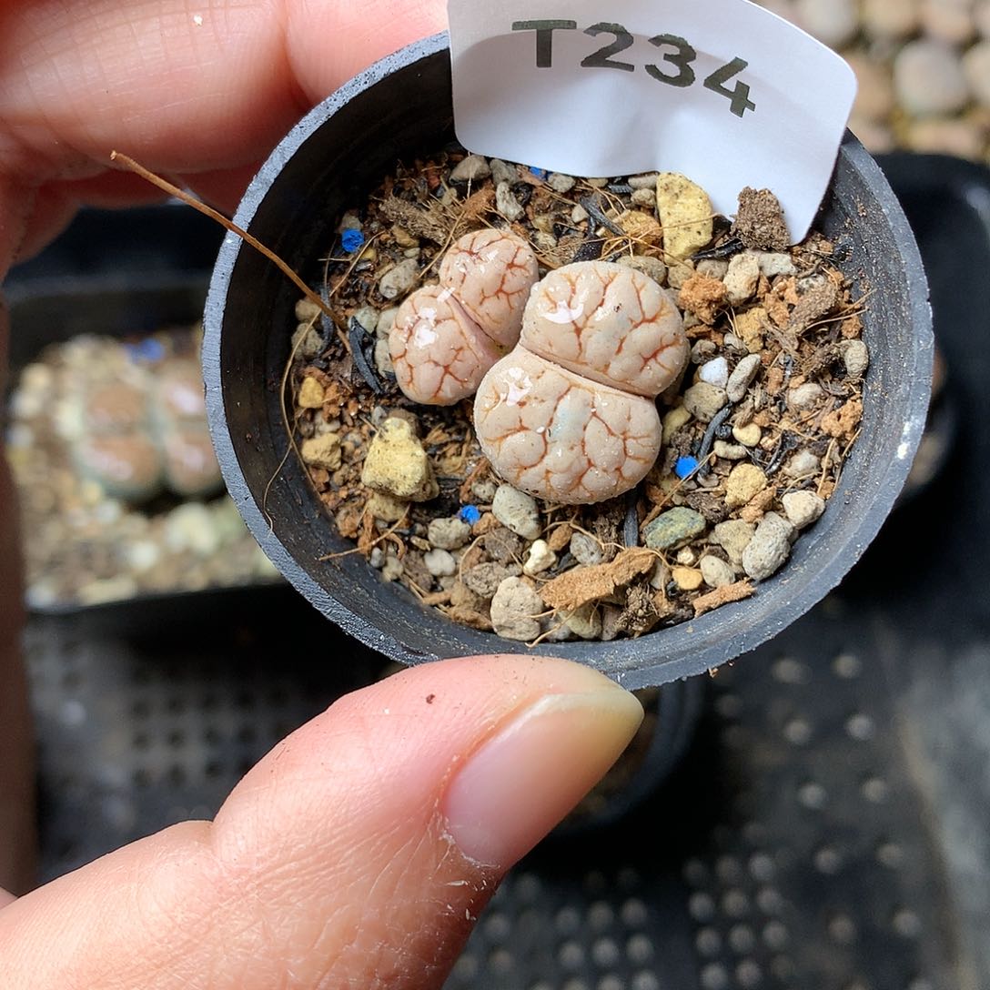 T234多肉植物保护