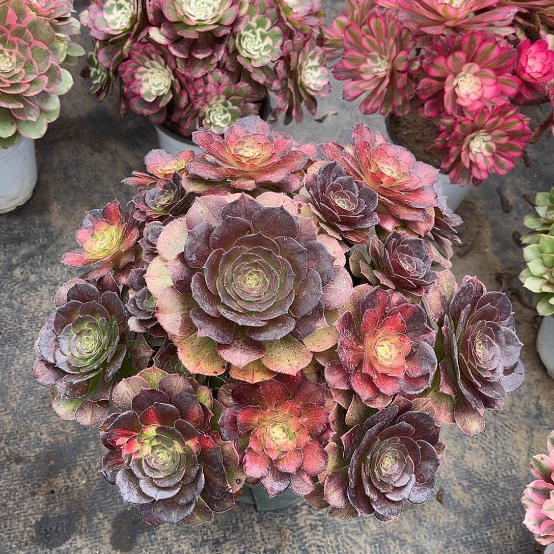 雨***^hhhhhhhhhhhhhhhhjjjjhh