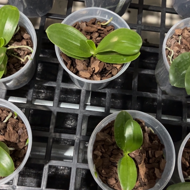 ****F不开花植物傅古拉4.5