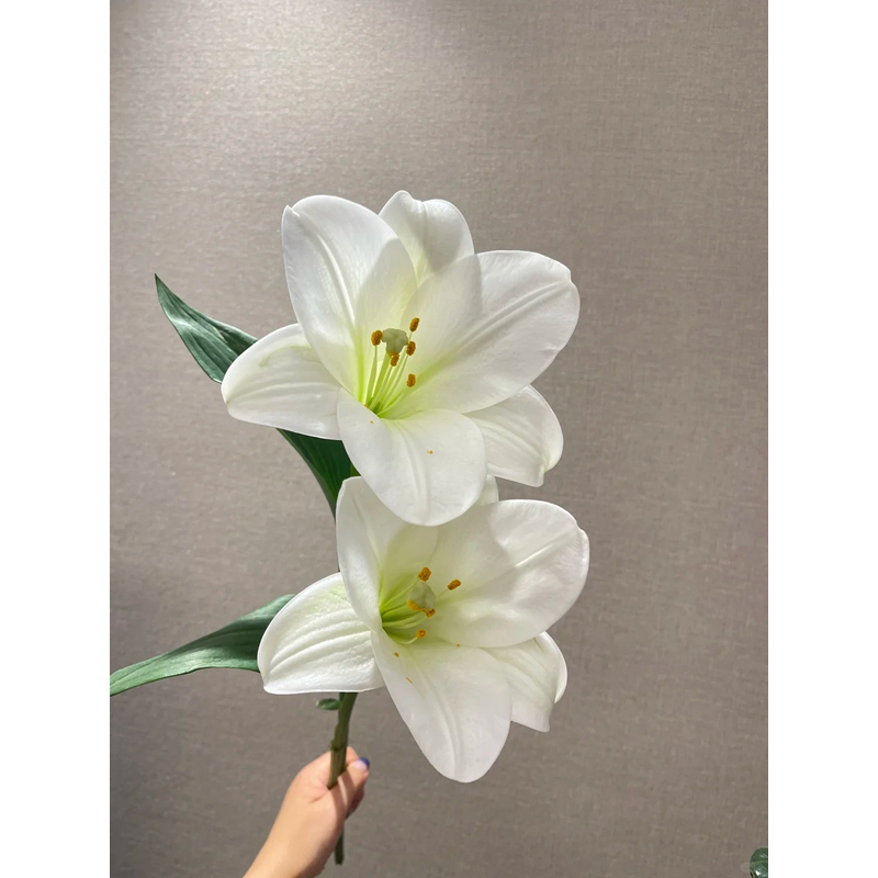 【白铁炮】香水百合 一单包邮 云南鲜花昆明基地现采现发