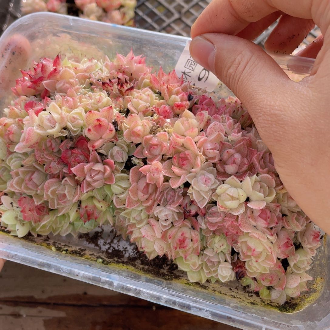 多肉植物多肉植物798