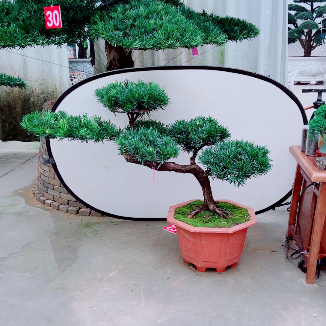 无花朵罗汉松福利，喜欢的来