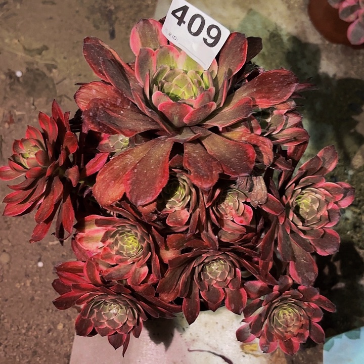 409火烧云多肉植物不售后