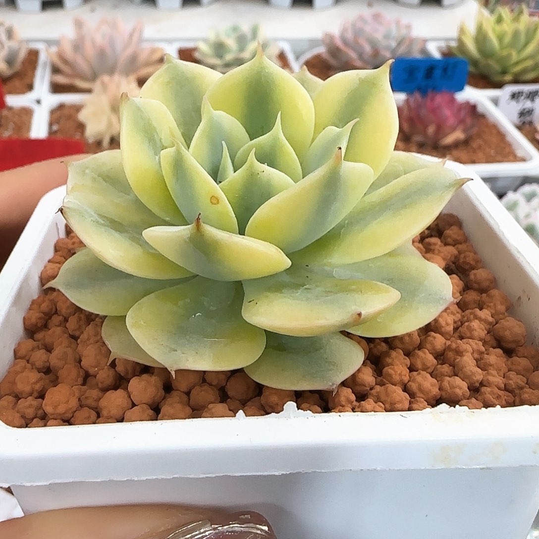 雪域蓝巴黎锦多肉植物