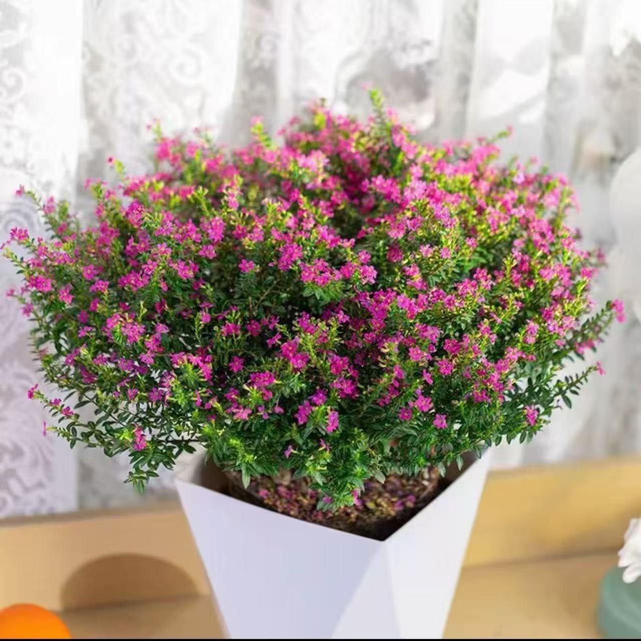 精品高档满天星盆栽带花苞花卉好养四季开花阳台客厅庭院室内绿植