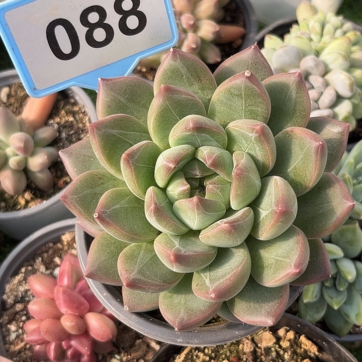 新品多肉植物088.