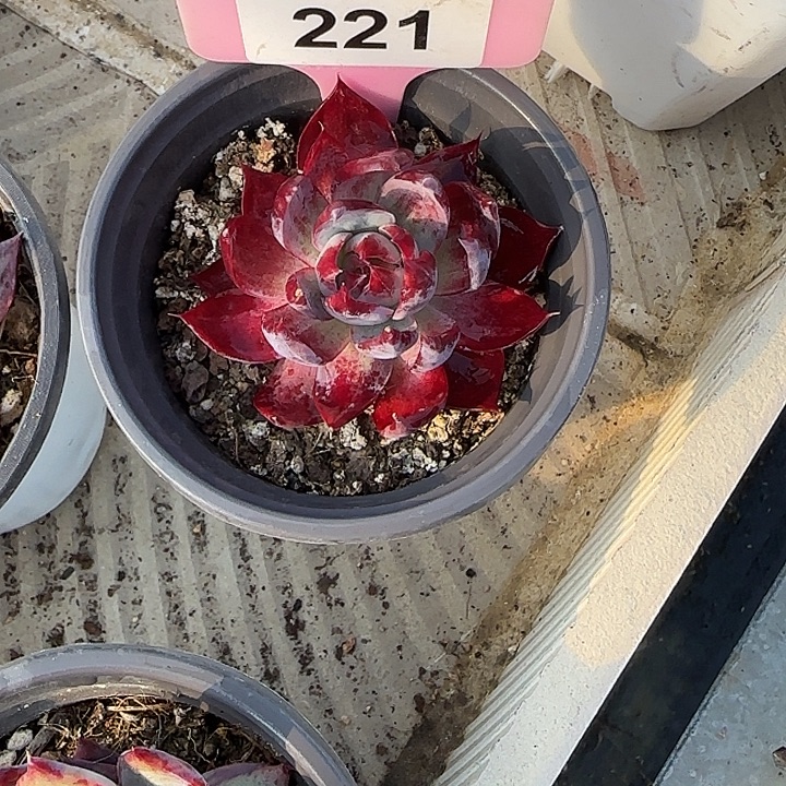 糯***.221 惊鸿仙子多肉6-7cm