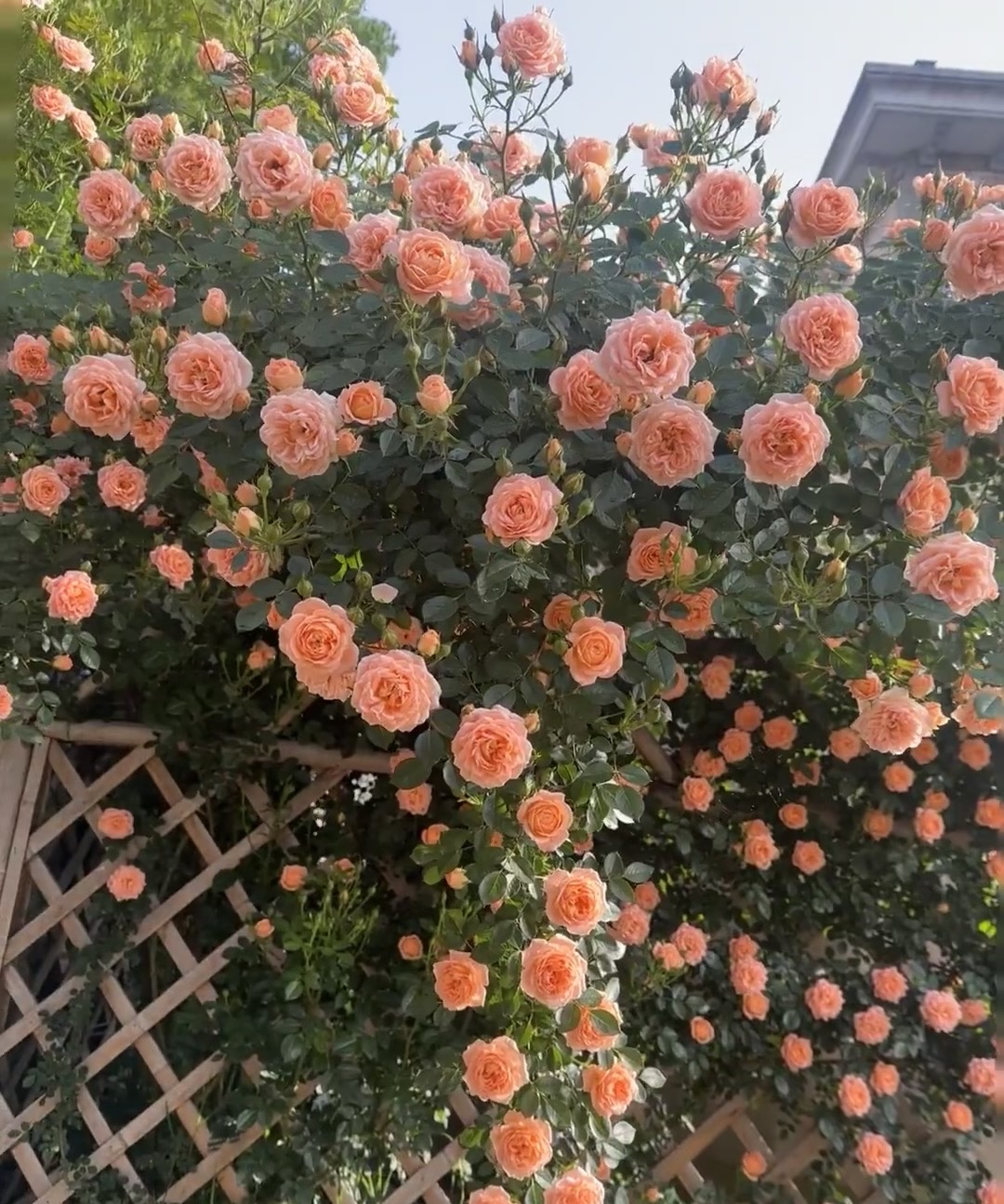 【甜梦60-1米左右】爬藤植物花苗花卉阳台庭院四季开花