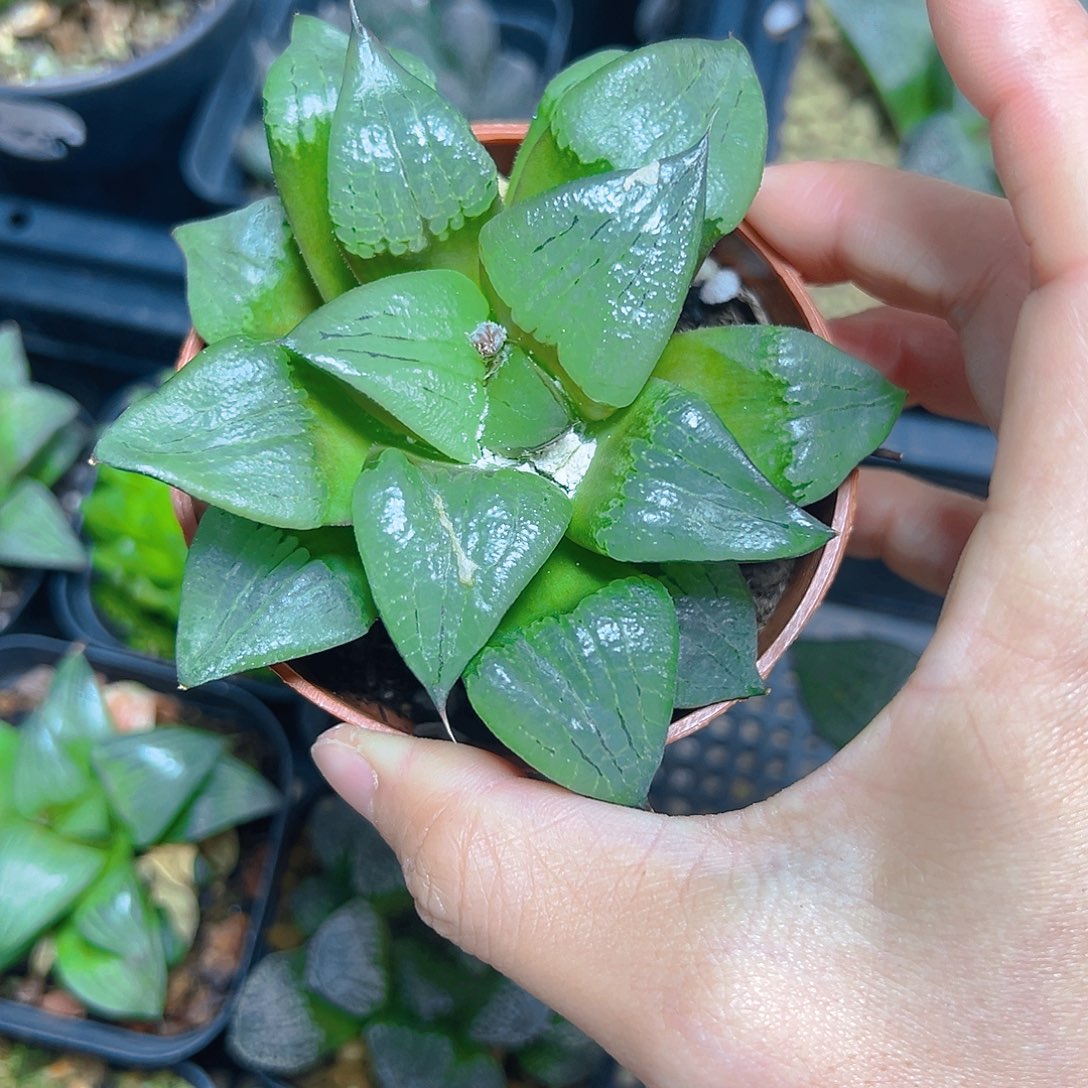 黄***瑰5955啊寒湖母本多肉