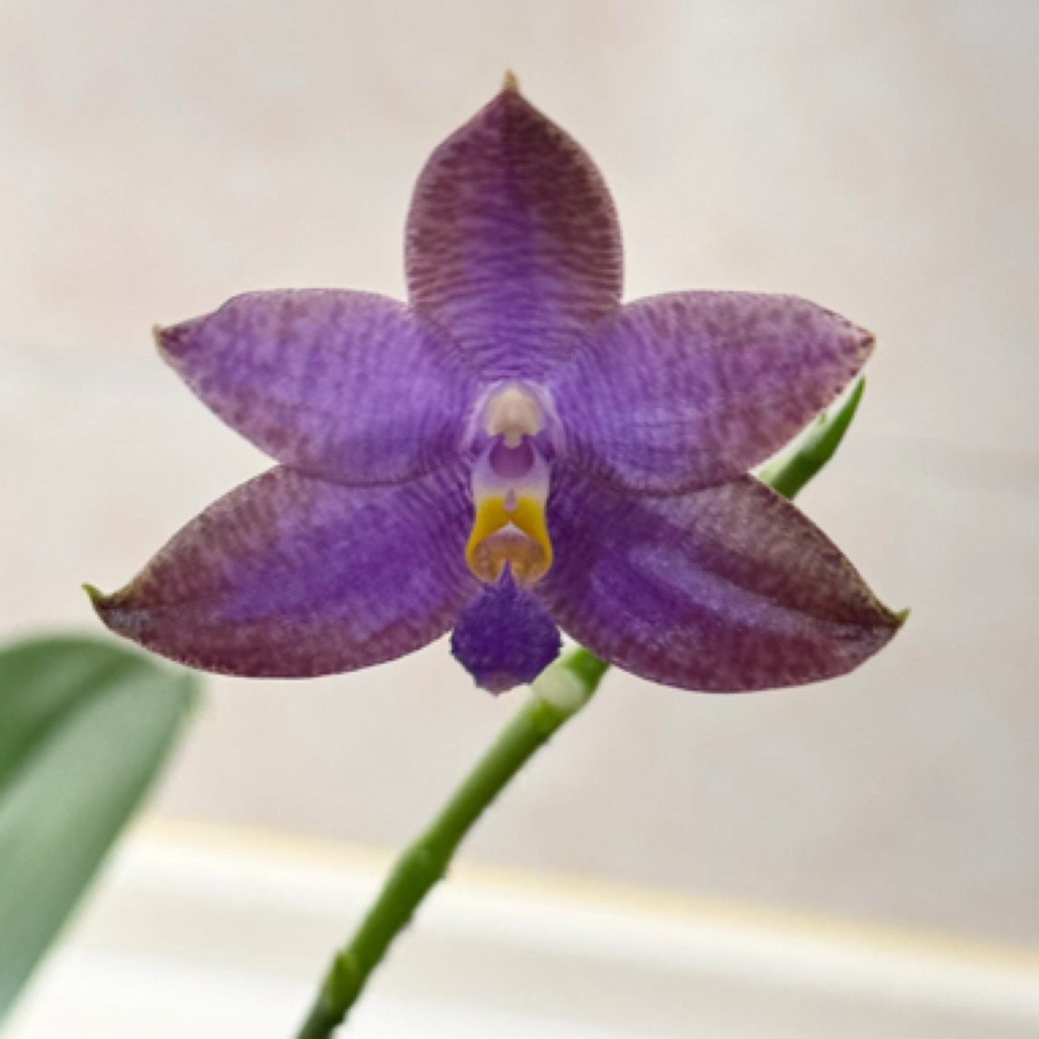 2.5杯 酥维仁 狗交路德 花剑