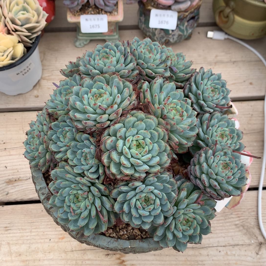 1511白胖子群一棵17厘米