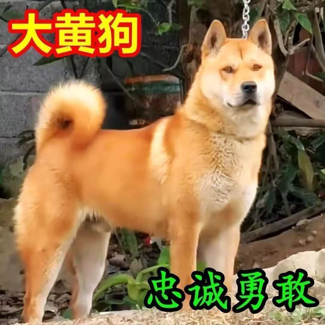 广西田园犬大黄土松黄狗白脸活体狗狗