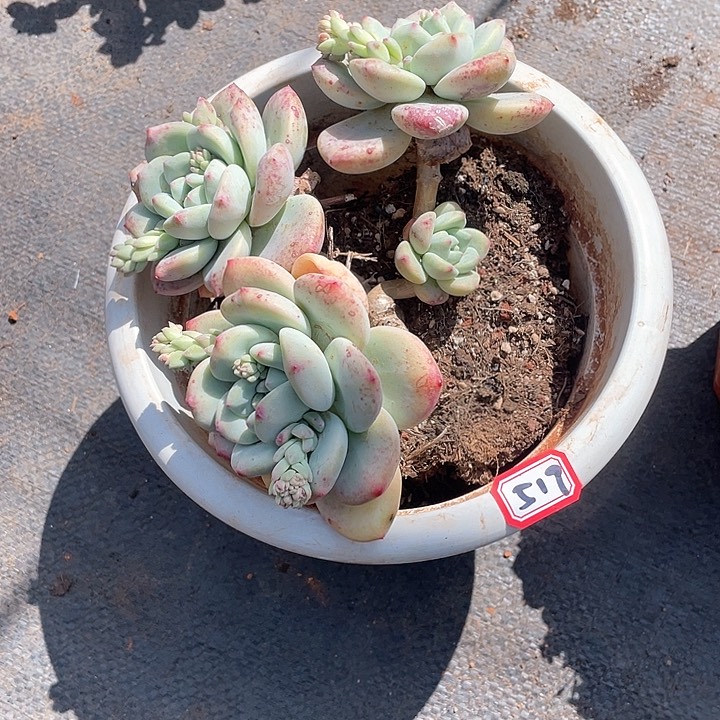 519皖苏 一物一拍多肉