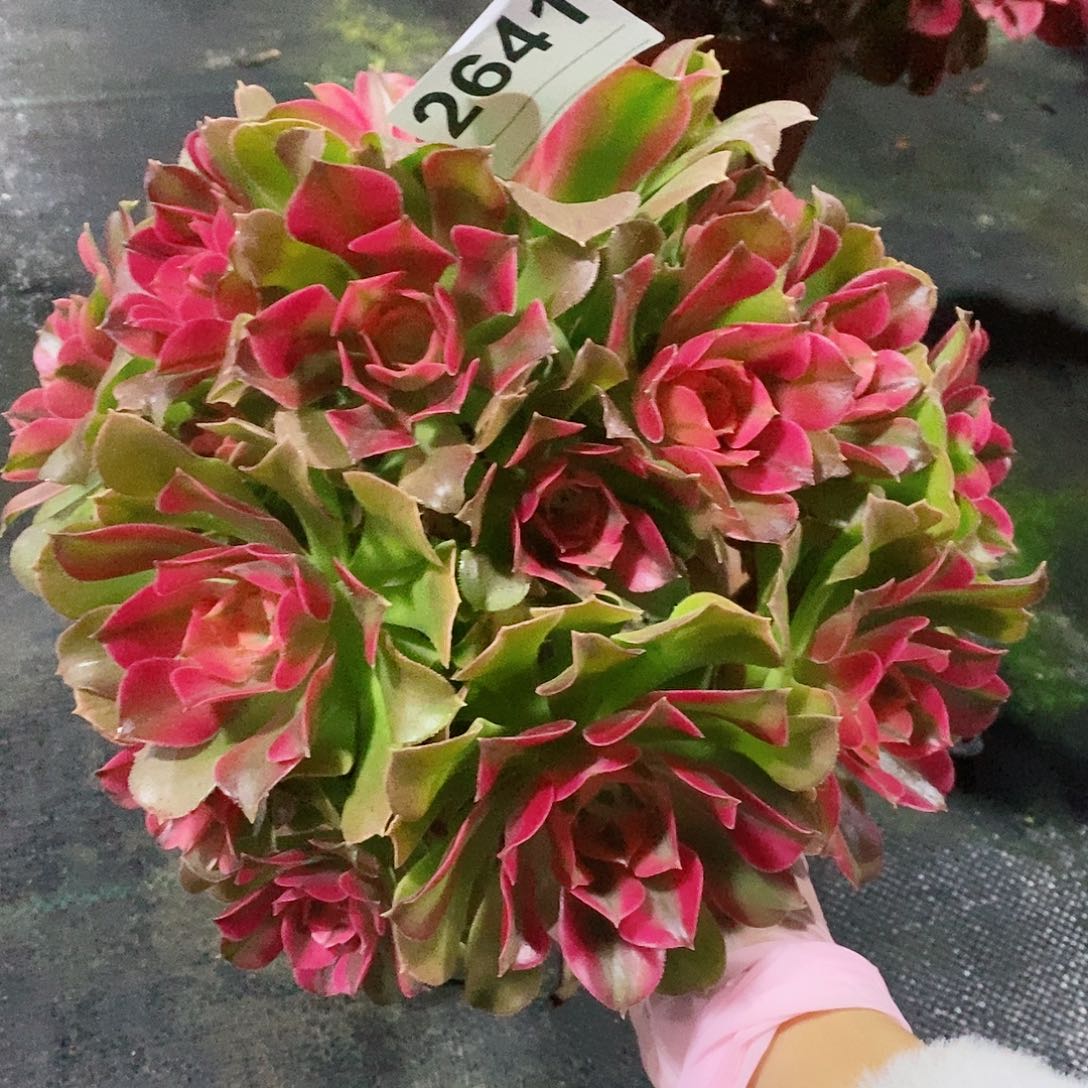 红陶2641香妃不周正4多肉