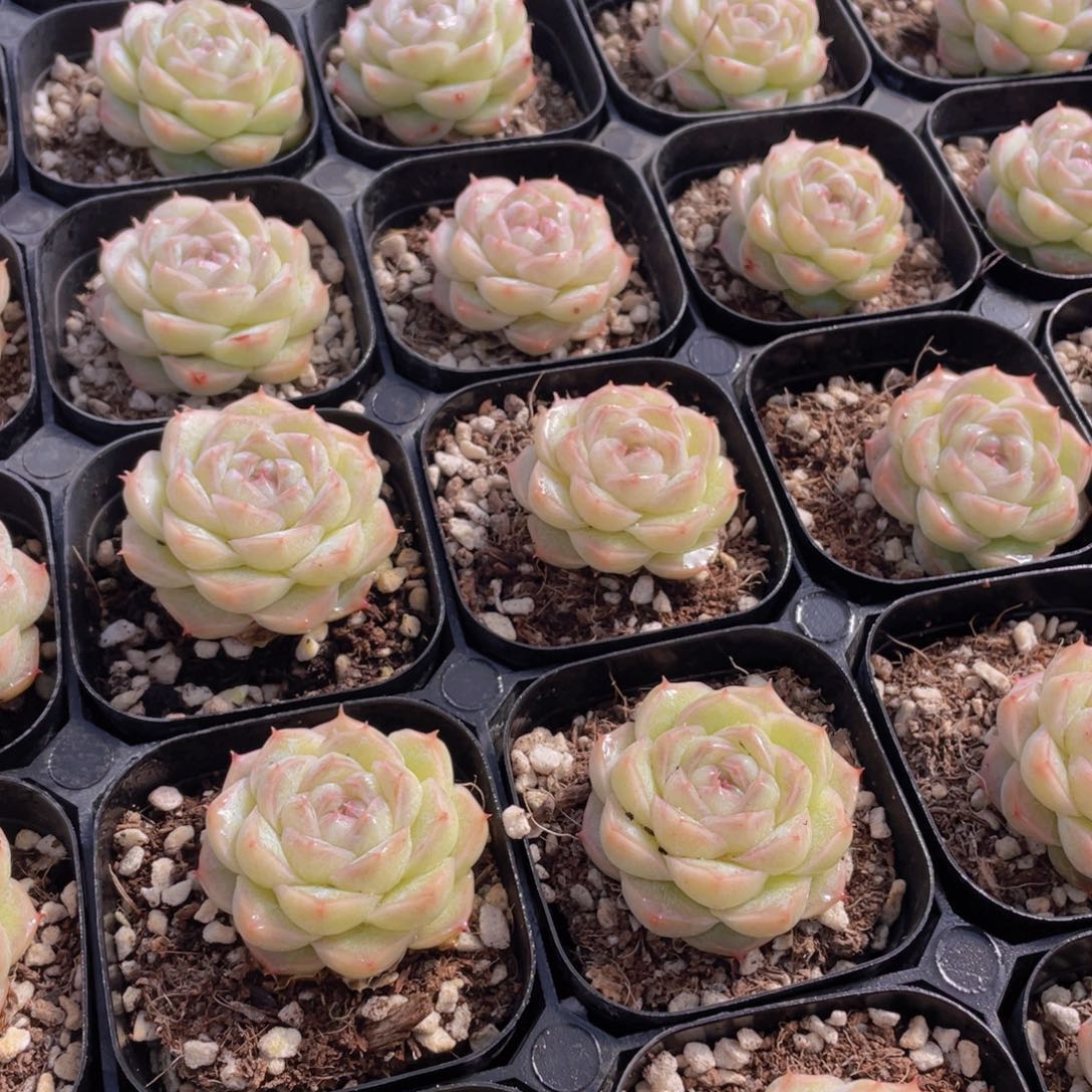 504号 白月光麦秆单头一个