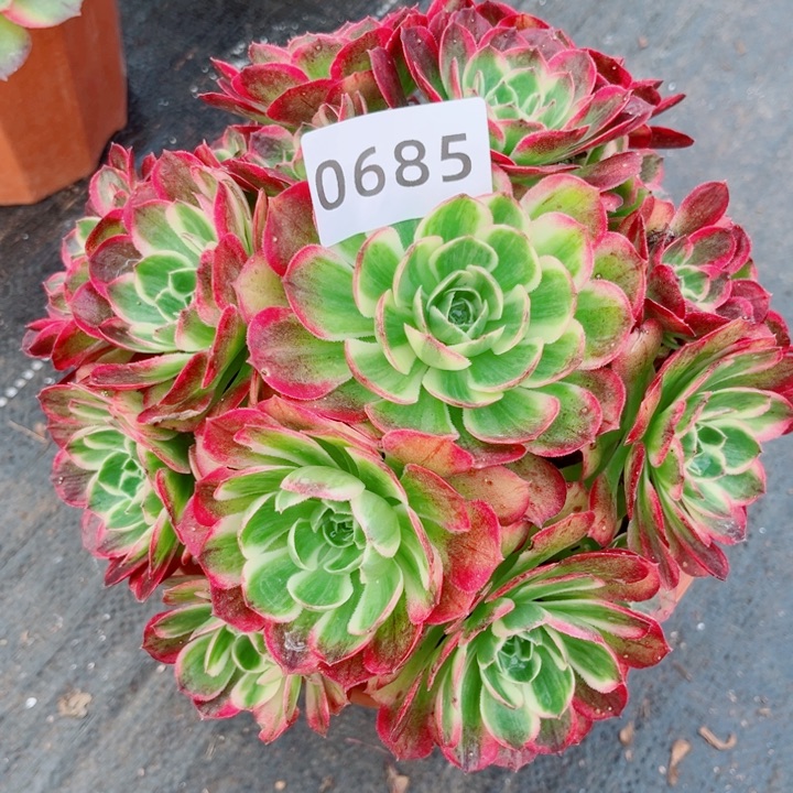 红海王特价多肉发货