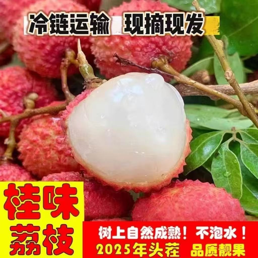 【冷链发货，新鲜采摘】正宗桂味荔枝应季水果甘甜可口老少皆宜